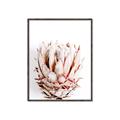 Picture of Soft Protea _GroupedProduct_Rectangle_Portrait_Photography _GroupedProduct_Rectangle_Portrait_Canvas_Framed_
