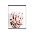 Picture of Soft Protea _GroupedProduct_Rectangle_Portrait_Photography _GroupedProduct_Rectangle_Portrait_Canvas_Framed_