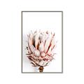 Picture of Soft Protea _GroupedProduct_Rectangle_Portrait_Photography _GroupedProduct_Rectangle_Portrait_Canvas_Framed_