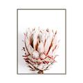 Picture of Soft Protea _GroupedProduct_Rectangle_Portrait_Photography _GroupedProduct_Rectangle_Portrait_Canvas_Framed_
