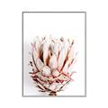 Picture of Soft Protea _GroupedProduct_Rectangle_Portrait_Photography _GroupedProduct_Rectangle_Portrait_Canvas_Framed_