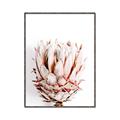 Picture of Soft Protea _GroupedProduct_Rectangle_Portrait_Photography _GroupedProduct_Rectangle_Portrait_Canvas_Framed_