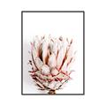 Picture of Soft Protea _GroupedProduct_Rectangle_Portrait_Photography _GroupedProduct_Rectangle_Portrait_Canvas_Framed_