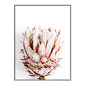 Picture of Soft Protea _GroupedProduct_Rectangle_Portrait_Photography _GroupedProduct_Rectangle_Portrait_Canvas_Framed_