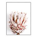 Picture of Soft Protea _GroupedProduct_Rectangle_Portrait_Photography _GroupedProduct_Rectangle_Portrait_Canvas_Framed_