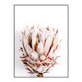 Picture of Soft Protea _GroupedProduct_Rectangle_Portrait_Photography _GroupedProduct_Rectangle_Portrait_Canvas_Framed_