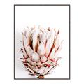 Picture of Soft Protea _GroupedProduct_Rectangle_Portrait_Photography _GroupedProduct_Rectangle_Portrait_Canvas_Framed_
