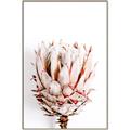 Picture of Soft Protea _GroupedProduct_Rectangle_Portrait_Photography _GroupedProduct_Rectangle_Portrait_Canvas_Framed_