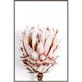 Picture of Soft Protea _GroupedProduct_Rectangle_Portrait_Photography _GroupedProduct_Rectangle_Portrait_Canvas_Framed_
