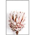 Picture of Soft Protea _GroupedProduct_Rectangle_Portrait_Photography _GroupedProduct_Rectangle_Portrait_Canvas_Framed_