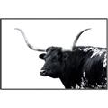 Picture of Spotted Bull  _GroupedProduct_Rectangle_Landscape_Photography _GroupedProduct_Rectangle_Landscape_Canvas_Framed_