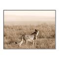 Picture of Spotted in the Savanna  _GroupedProduct_Rectangle_Landscape_Photography _GroupedProduct_Rectangle_Landscape_Canvas_Framed_