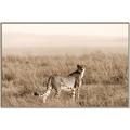 Picture of Spotted in the Savanna  _GroupedProduct_Rectangle_Landscape_Photography _GroupedProduct_Rectangle_Landscape_Canvas_Framed_