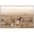 Picture of Spotted in the Savanna  _GroupedProduct_Rectangle_Landscape_Photography _GroupedProduct_Rectangle_Landscape_Canvas_Framed_