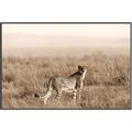 Picture of Spotted in the Savanna  _GroupedProduct_Rectangle_Landscape_Photography _GroupedProduct_Rectangle_Landscape_Canvas_Framed_