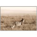 Picture of Spotted in the Savanna  _GroupedProduct_Rectangle_Landscape_Photography _GroupedProduct_Rectangle_Landscape_Canvas_Framed_