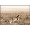 Picture of Spotted in the Savanna  _GroupedProduct_Rectangle_Landscape_Photography _GroupedProduct_Rectangle_Landscape_Canvas_Framed_