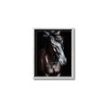 Picture of Stallion _GroupedProduct_Rectangle_Portrait_Photography _GroupedProduct_Rectangle_Portrait_Canvas_Framed_