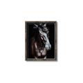 Picture of Stallion _GroupedProduct_Rectangle_Portrait_Photography _GroupedProduct_Rectangle_Portrait_Canvas_Framed_