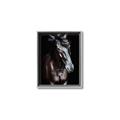 Picture of Stallion _GroupedProduct_Rectangle_Portrait_Photography _GroupedProduct_Rectangle_Portrait_Canvas_Framed_