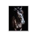 Picture of Stallion _GroupedProduct_Rectangle_Portrait_Photography _GroupedProduct_Rectangle_Portrait_Canvas_Framed_