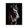 Picture of Stallion _GroupedProduct_Rectangle_Portrait_Photography _GroupedProduct_Rectangle_Portrait_Canvas_Framed_