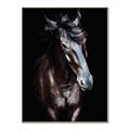 Picture of Stallion _GroupedProduct_Rectangle_Portrait_Photography _GroupedProduct_Rectangle_Portrait_Canvas_Framed_