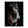 Picture of Stallion _GroupedProduct_Rectangle_Portrait_Photography _GroupedProduct_Rectangle_Portrait_Canvas_Framed_