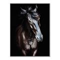 Picture of Stallion _GroupedProduct_Rectangle_Portrait_Photography _GroupedProduct_Rectangle_Portrait_Canvas_Framed_