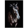 Picture of Stallion _GroupedProduct_Rectangle_Portrait_Photography _GroupedProduct_Rectangle_Portrait_Canvas_Framed_