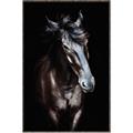 Picture of Stallion _GroupedProduct_Rectangle_Portrait_Photography _GroupedProduct_Rectangle_Portrait_Canvas_Framed_