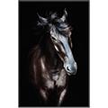 Picture of Stallion _GroupedProduct_Rectangle_Portrait_Photography _GroupedProduct_Rectangle_Portrait_Canvas_Framed_