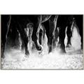 Picture of Stampede _GroupedProduct_Rectangle_Landscape_Photography _GroupedProduct_Rectangle_Landscape_Canvas_Framed_