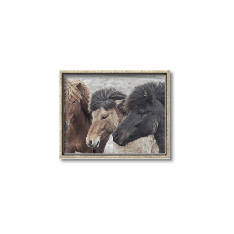 Picture of Untamed Beauties   _GroupedProduct_Rectangle_Landscape_Photography _GroupedProduct_Rectangle_Landscape_Canvas_Framed_