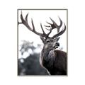 Picture of The Winter Deer _GroupedProduct_Rectangle_Portrait_Photography _GroupedProduct_Rectangle_Portrait_Canvas_Framed_