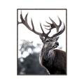 Picture of The Winter Deer _GroupedProduct_Rectangle_Portrait_Photography _GroupedProduct_Rectangle_Portrait_Canvas_Framed_