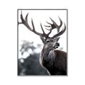 Picture of The Winter Deer _GroupedProduct_Rectangle_Portrait_Photography _GroupedProduct_Rectangle_Portrait_Canvas_Framed_