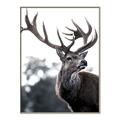 Picture of The Winter Deer _GroupedProduct_Rectangle_Portrait_Photography _GroupedProduct_Rectangle_Portrait_Canvas_Framed_
