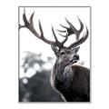 Picture of The Winter Deer _GroupedProduct_Rectangle_Portrait_Photography _GroupedProduct_Rectangle_Portrait_Canvas_Framed_