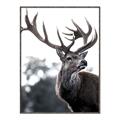Picture of The Winter Deer _GroupedProduct_Rectangle_Portrait_Photography _GroupedProduct_Rectangle_Portrait_Canvas_Framed_