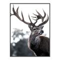Picture of The Winter Deer _GroupedProduct_Rectangle_Portrait_Photography _GroupedProduct_Rectangle_Portrait_Canvas_Framed_