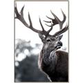 Picture of The Winter Deer _GroupedProduct_Rectangle_Portrait_Photography _GroupedProduct_Rectangle_Portrait_Canvas_Framed_