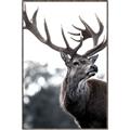 Picture of The Winter Deer _GroupedProduct_Rectangle_Portrait_Photography _GroupedProduct_Rectangle_Portrait_Canvas_Framed_