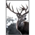Picture of The Winter Deer _GroupedProduct_Rectangle_Portrait_Photography _GroupedProduct_Rectangle_Portrait_Canvas_Framed_