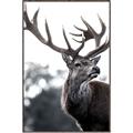 Picture of The Winter Deer _GroupedProduct_Rectangle_Portrait_Photography _GroupedProduct_Rectangle_Portrait_Canvas_Framed_