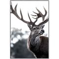 Picture of The Winter Deer _GroupedProduct_Rectangle_Portrait_Photography _GroupedProduct_Rectangle_Portrait_Canvas_Framed_