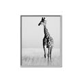Picture of Through the Grass _GroupedProduct_Rectangle_Portrait_Photography _GroupedProduct_Rectangle_Portrait_Canvas_Framed_