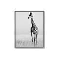 Picture of Through the Grass _GroupedProduct_Rectangle_Portrait_Photography _GroupedProduct_Rectangle_Portrait_Canvas_Framed_