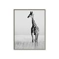 Picture of Through the Grass _GroupedProduct_Rectangle_Portrait_Photography _GroupedProduct_Rectangle_Portrait_Canvas_Framed_