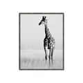 Picture of Through the Grass _GroupedProduct_Rectangle_Portrait_Photography _GroupedProduct_Rectangle_Portrait_Canvas_Framed_